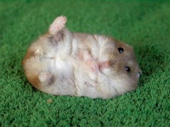 cute-hamster[1]